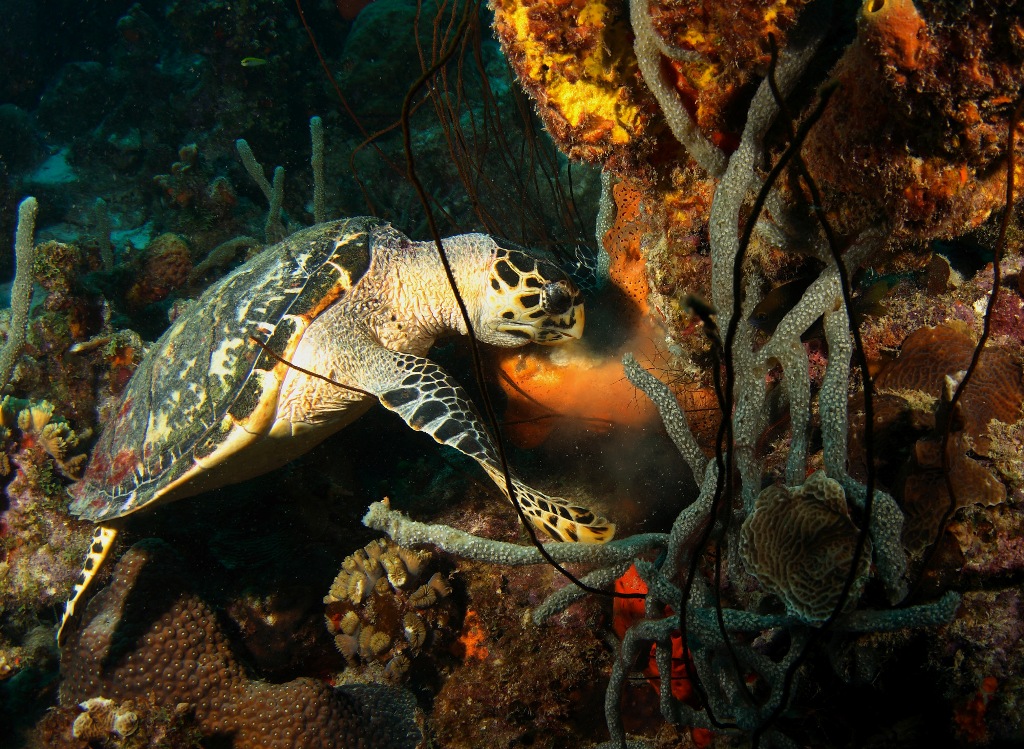 Green Sea Turtle